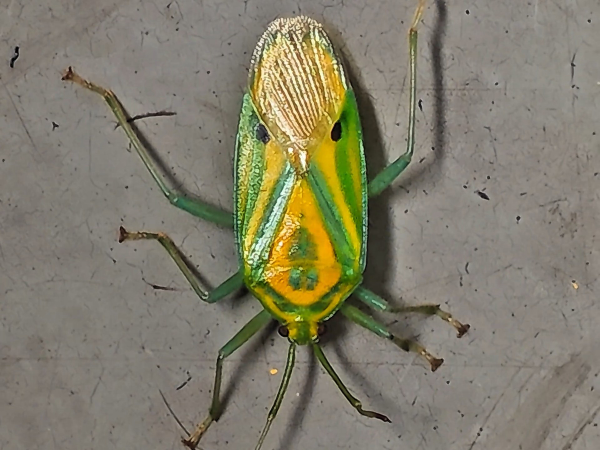 包含酏%-开云体育官方